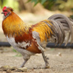 Estimasi Keuntungan Yang Bisa Didapatkan Di Sabung Ayam Online