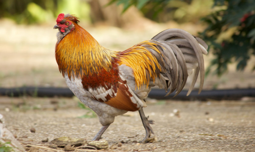 Estimasi Keuntungan Yang Bisa Didapatkan Di Sabung Ayam Online